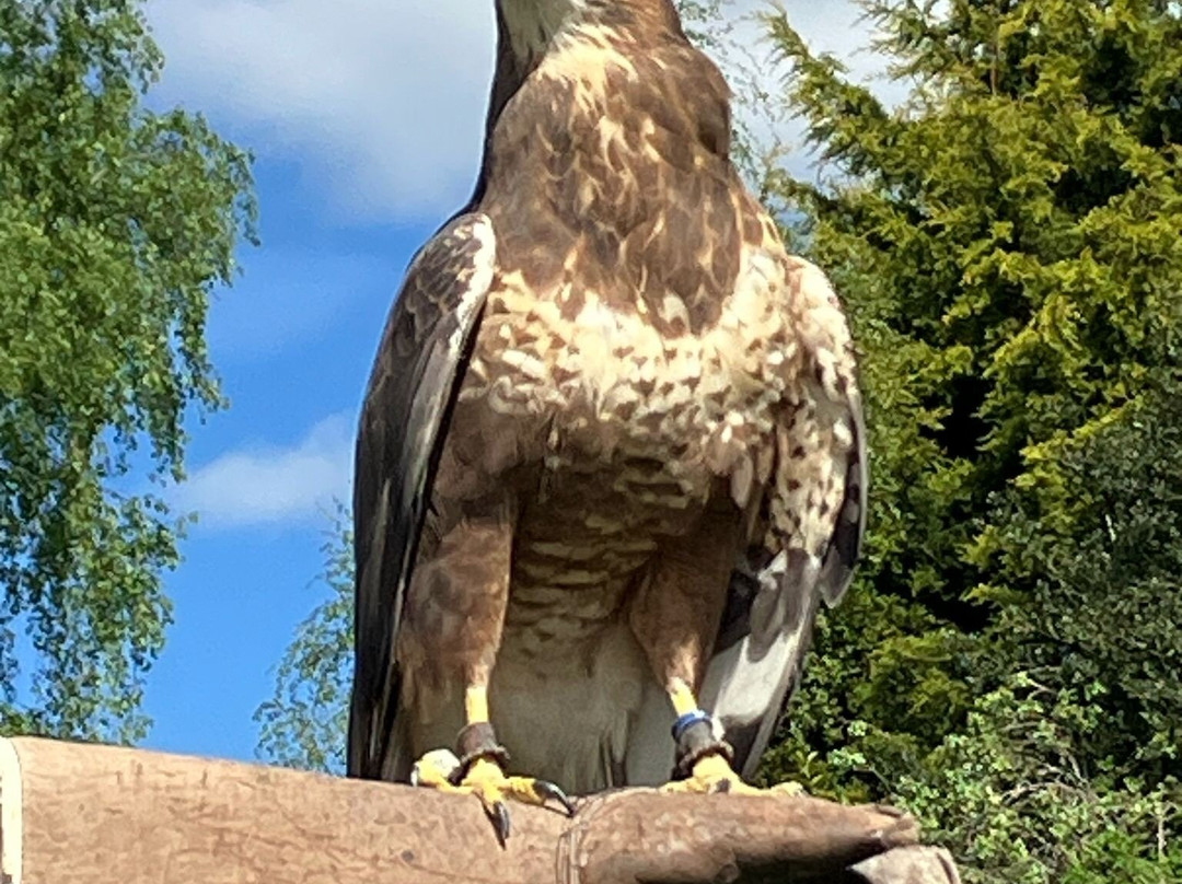 Thirsk Birds Of Prey Centre景点图片