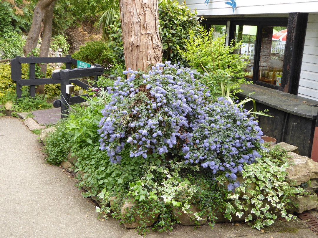 Conwy Water Gardens景点图片
