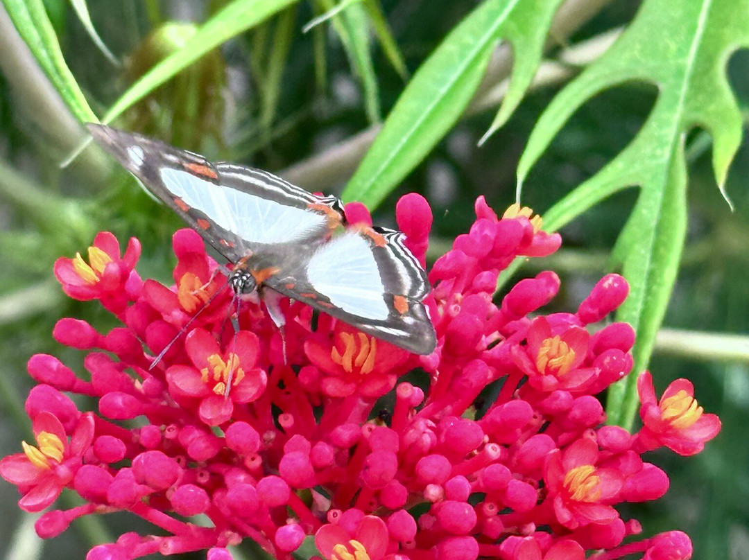 Aprovaca (The Orchid Nursery & Conservation Center)-安东谷必去景点