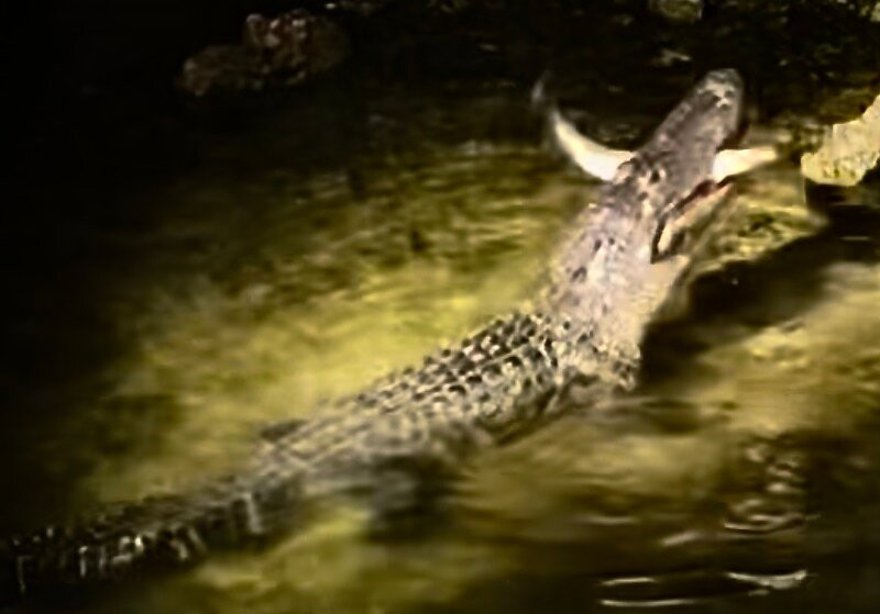 Gonature Conservation-迈阿密必去景点