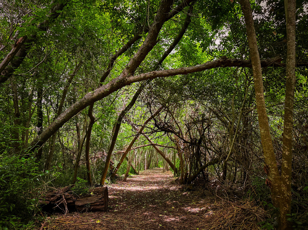 Isla Chana Reserva Natural
