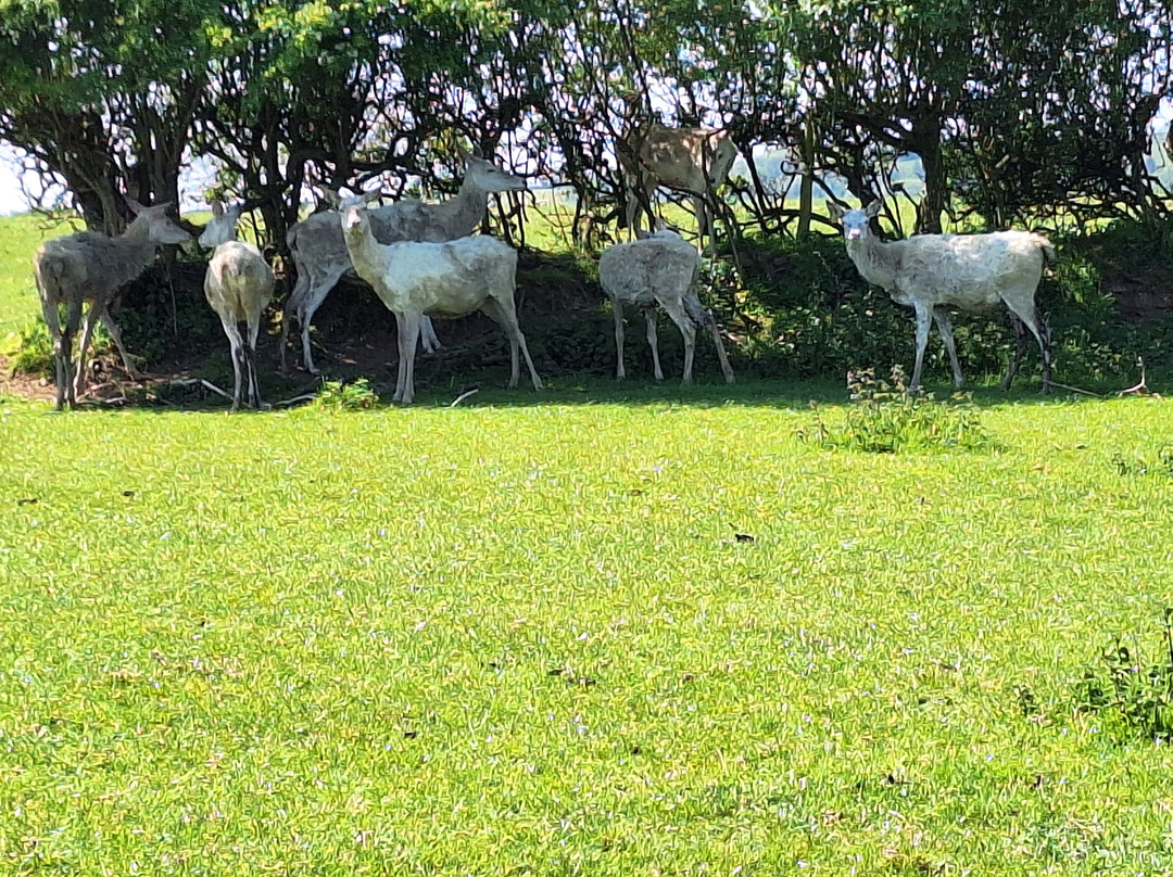 Great Wedlock Farm & Deer Park-腾比必去景点