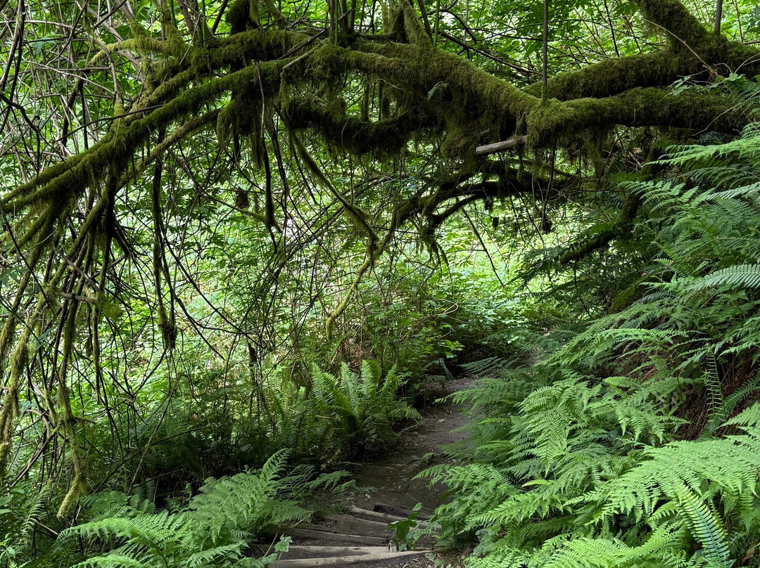 Redwood Adventures景点图片