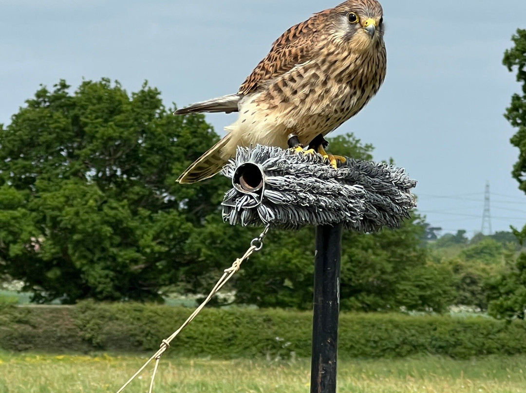 Mercer Falconry Raptor Park-Farnsfield必去景点