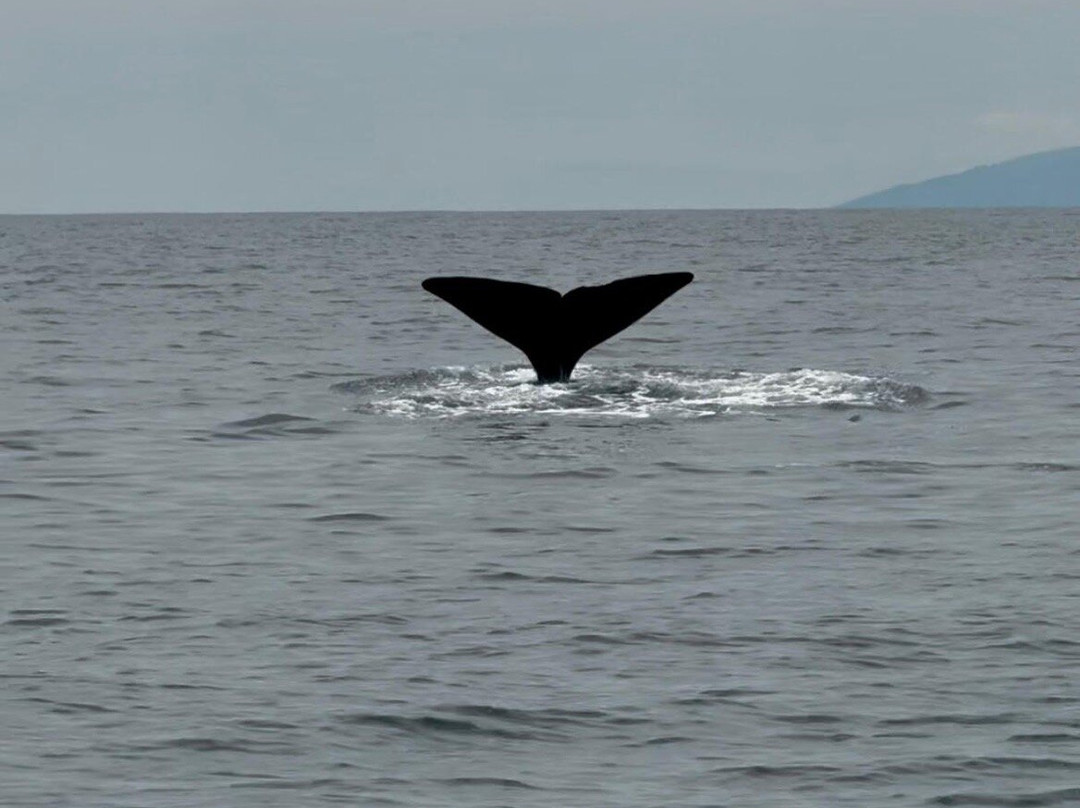 Dive Azores-奥尔塔必去景点