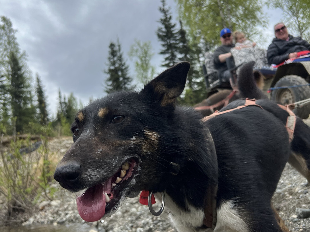 The Alaska Dogstead Mushing Company景点图片
