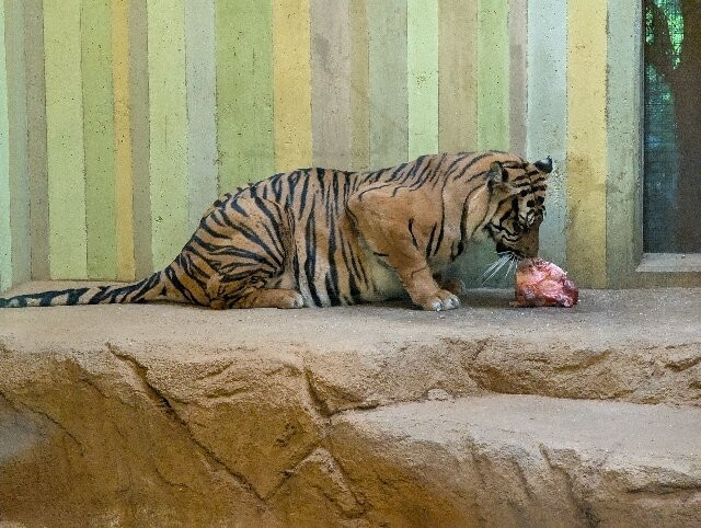 Tierpark Cottbus-Cottbus必去景点