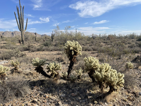 White Tank Mountain Regional Park-Waddell必去景点