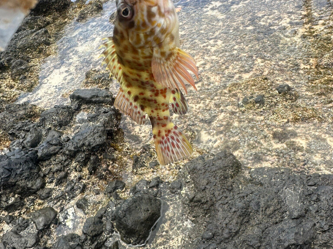 Charley Young Beach-基黑必去景点