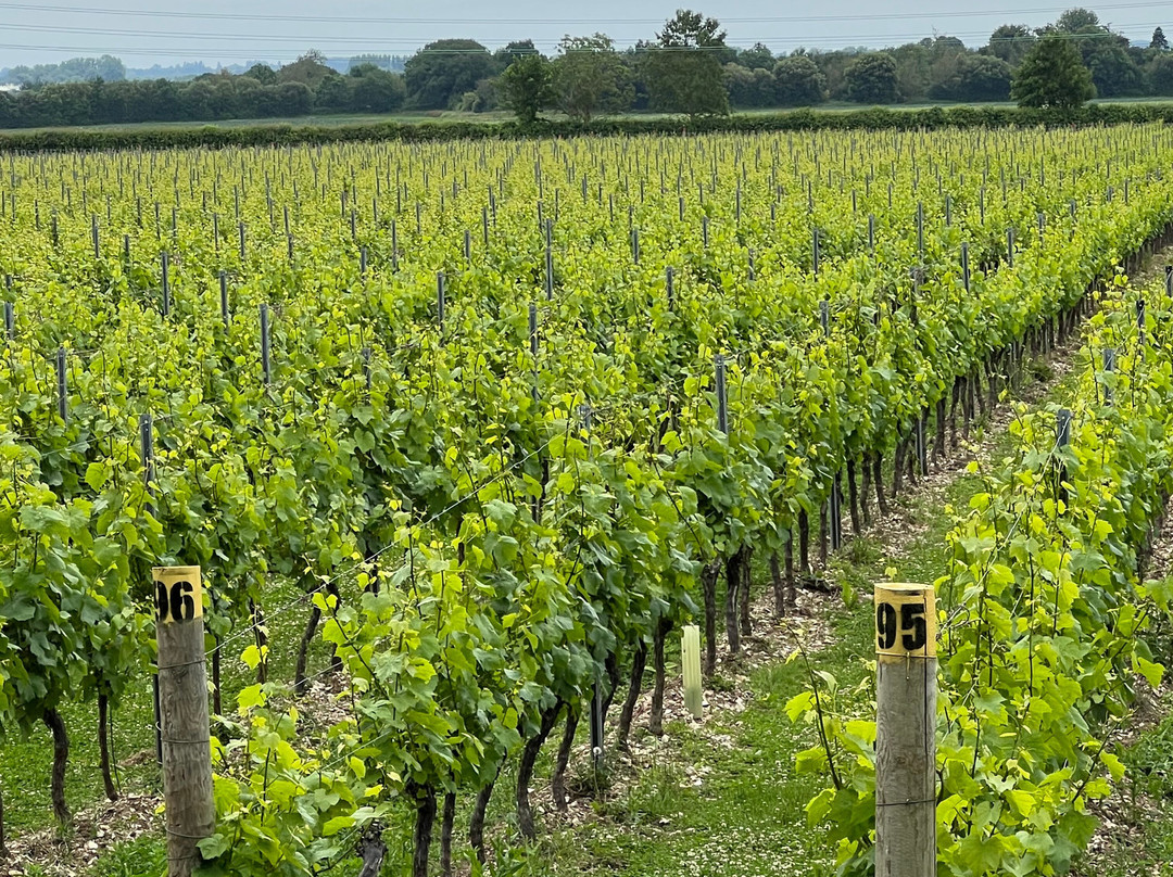 Tinwood Estate Vineyard景点图片