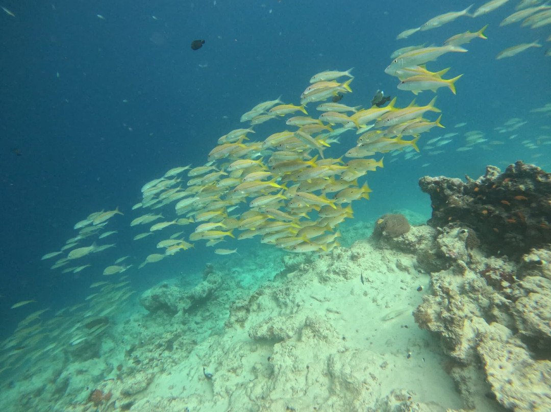 The Zanzibar Dive Centre, One Ocean-基万嘎必去景点