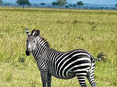 Angelino Adventures-莫西必去景点