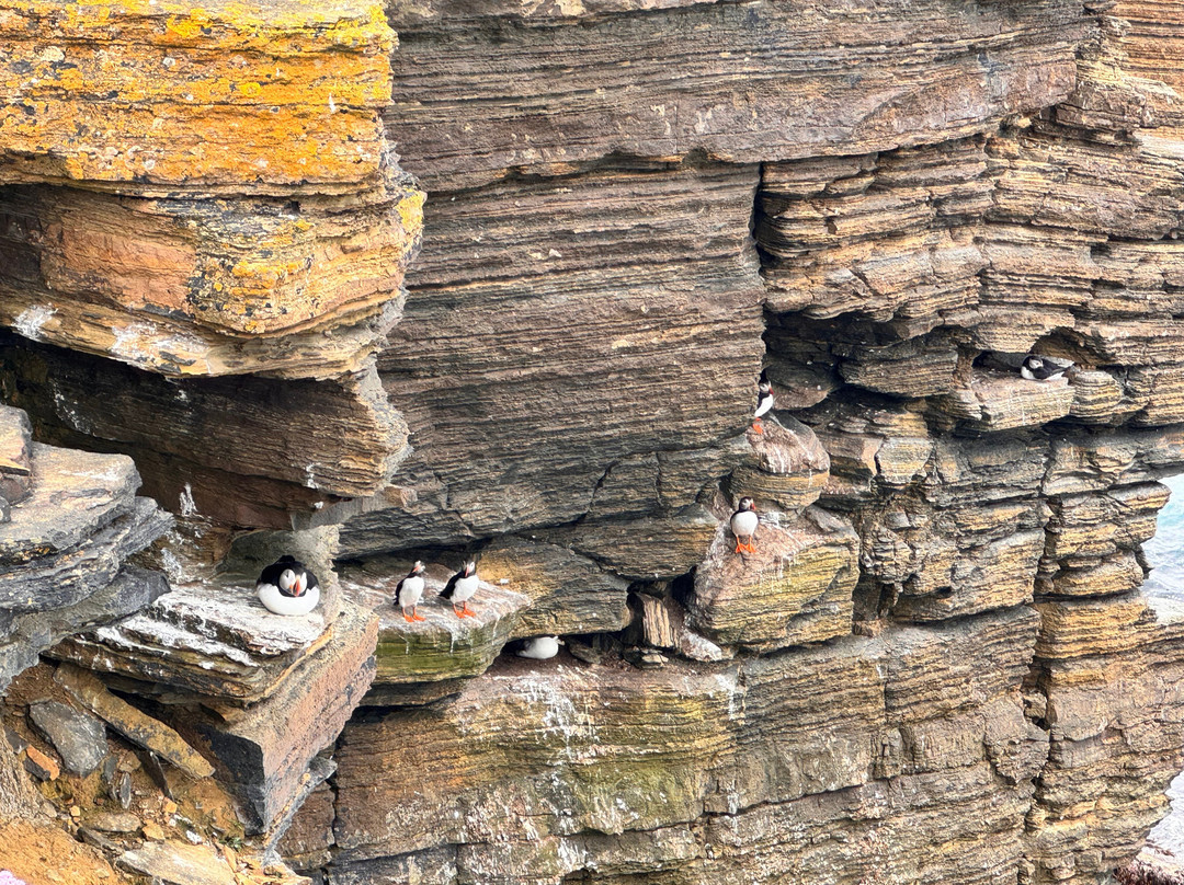 Yesnaby Cliffs-Stromness必去景点