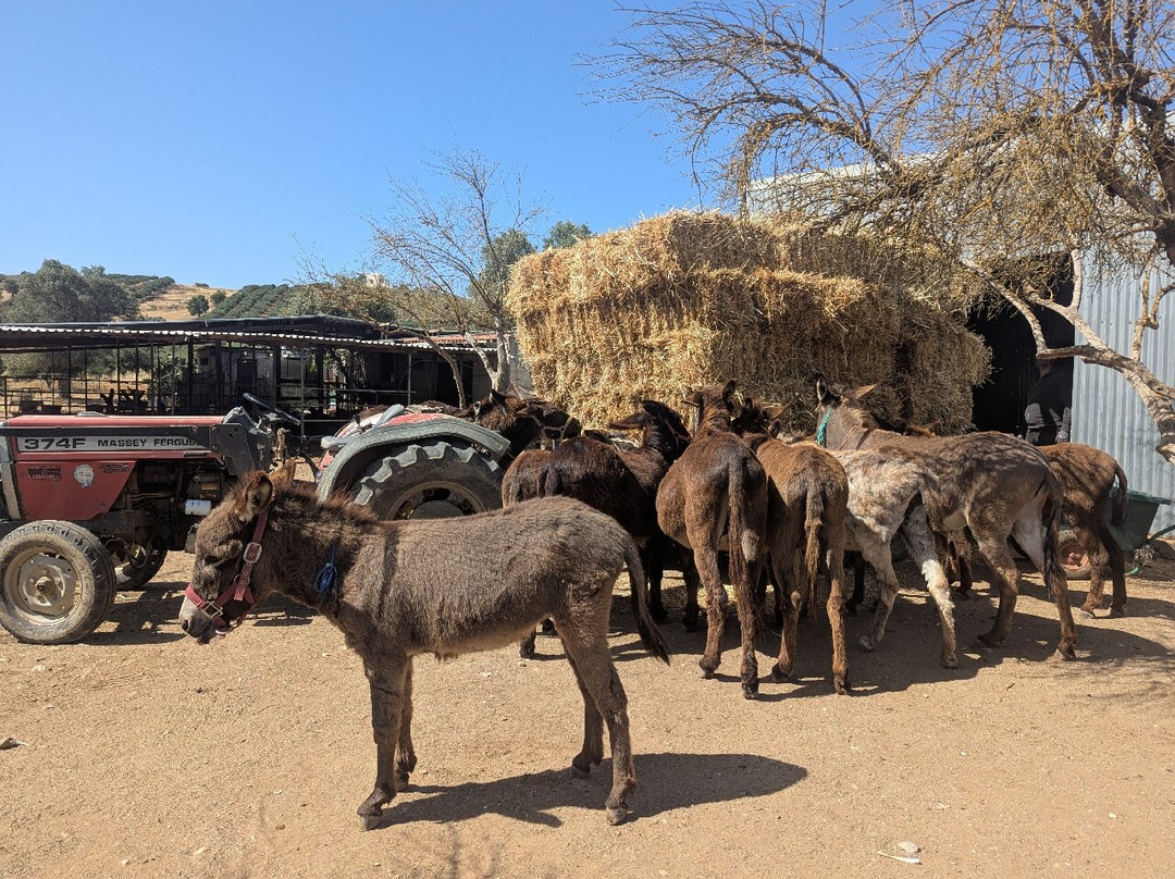 Agia Marina Donkey Rescue Sanctuary-Petrokefali必去景点