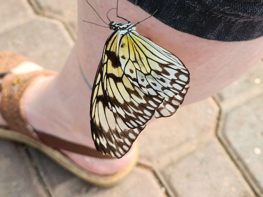 Newfoundland Insectarium-Reidville必去景点