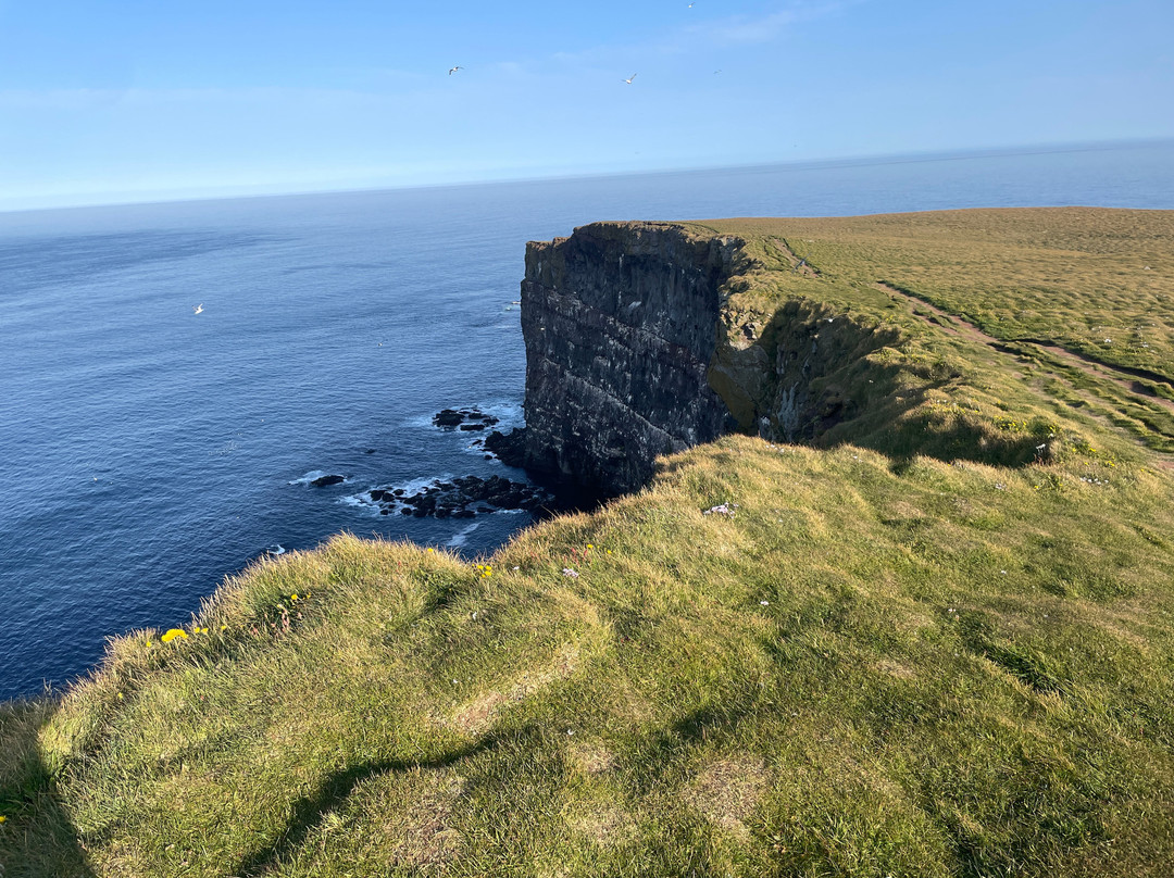 Latrabjarg bird cliffs-Latrabjarg必去景点