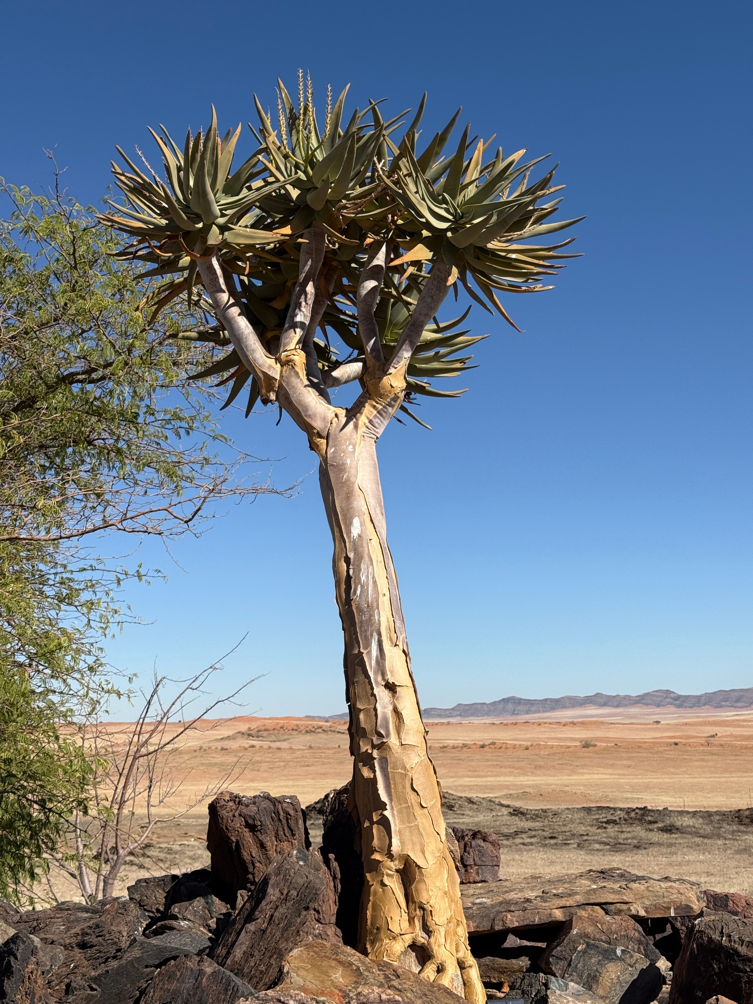 Rostock Ritz Desert Lodge-官方