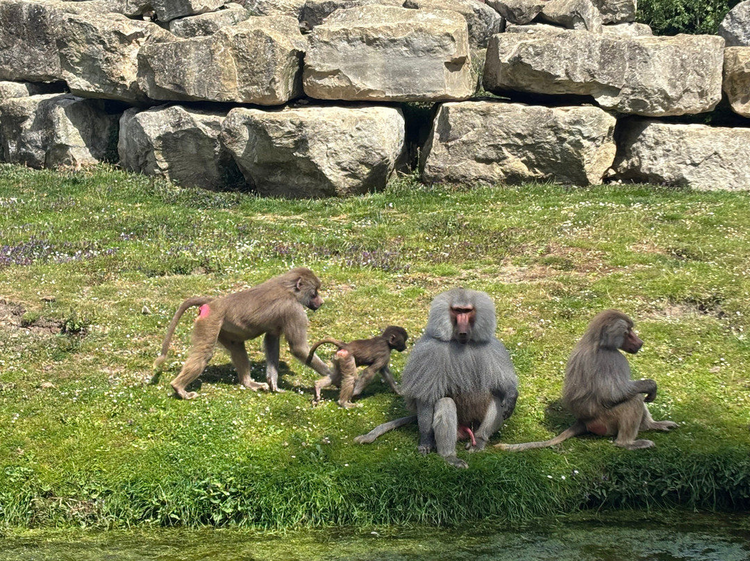 Flamingo Land Resort-Kirby Misperton必去景点