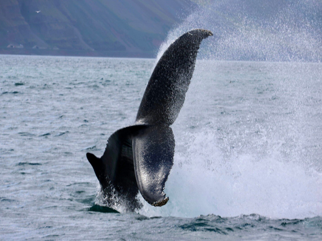 Sjóferðir Ehf-伊萨菲厄泽必去景点