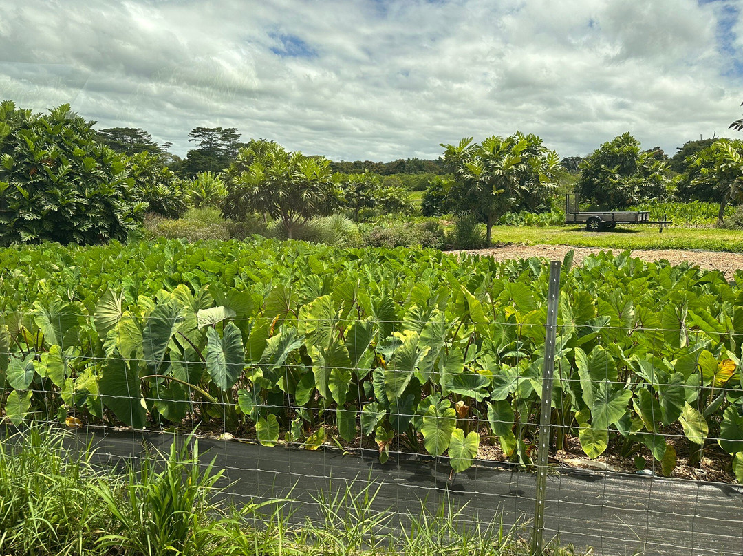 O.k. Farms (the Farm At Rainbow Falls)-希洛必去景点