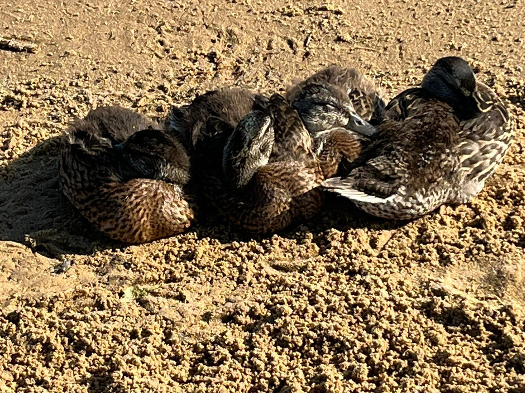 Grand Beach Resort Hotel主图