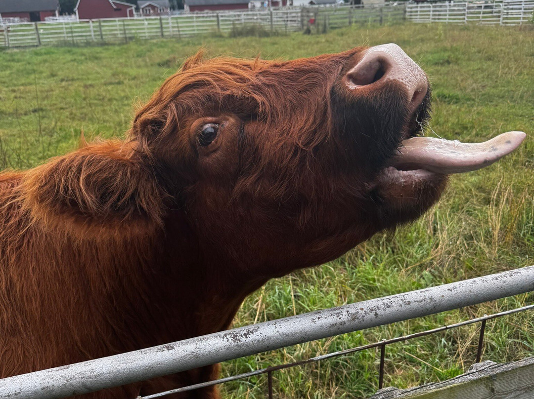 The Farm-斯特金贝必去景点