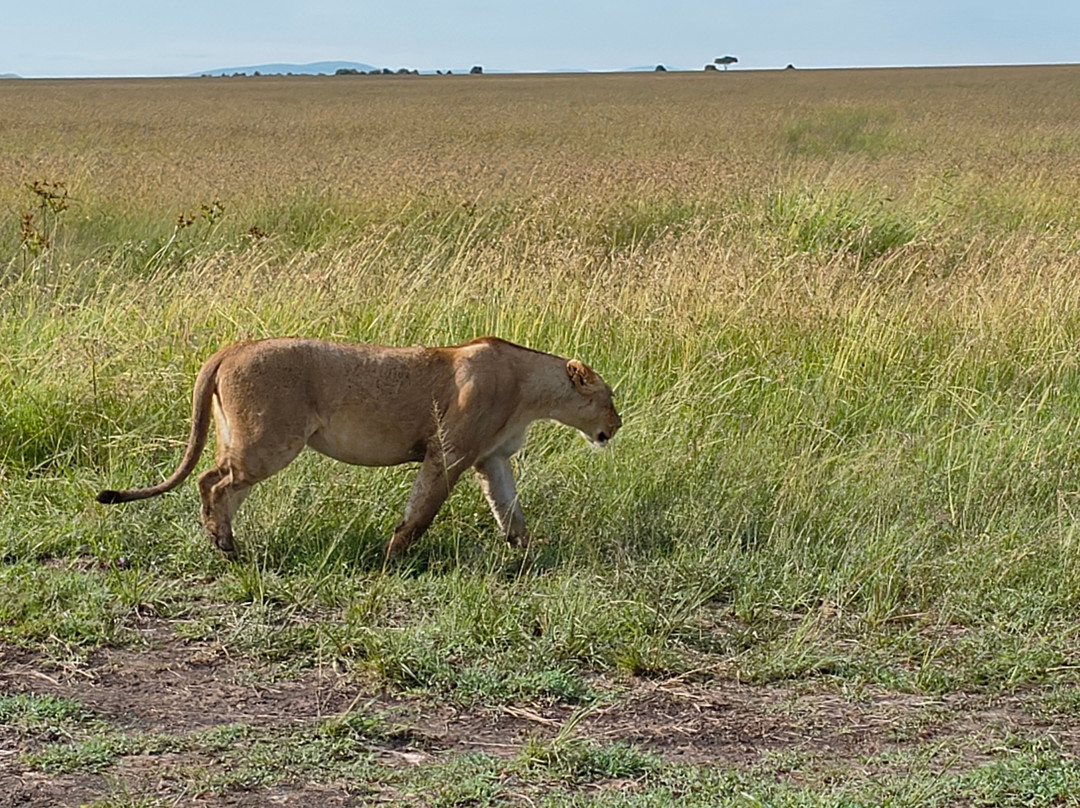 Ajkenyasafaris.com Ltd-Ruiru必去景点