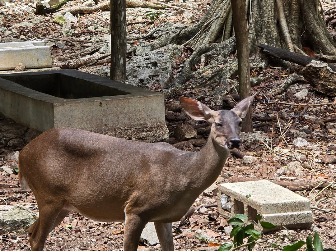 Aktun Chen-艾库玛尔必去景点