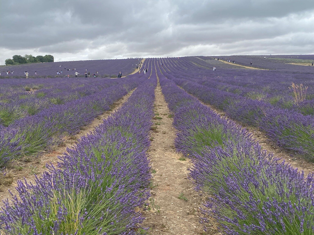 Hitchin Lavender-Ickleford必去景点