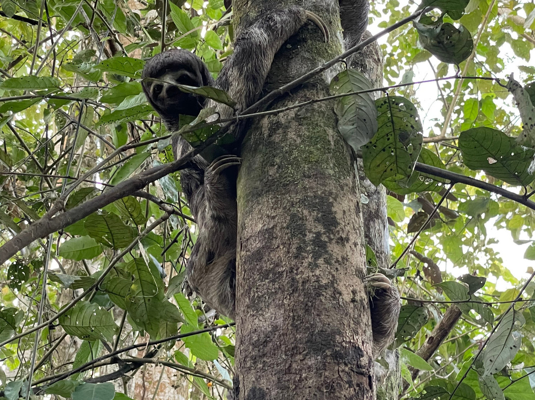 Green Wild Amazon Expedition-伊基托斯必去景点