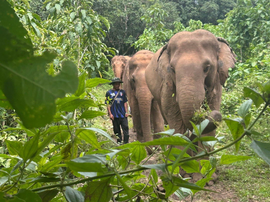 Care for Elephants-清迈必去景点