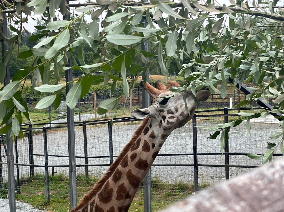 Greater Vancouver Zoo-Aldergrove必去景点
