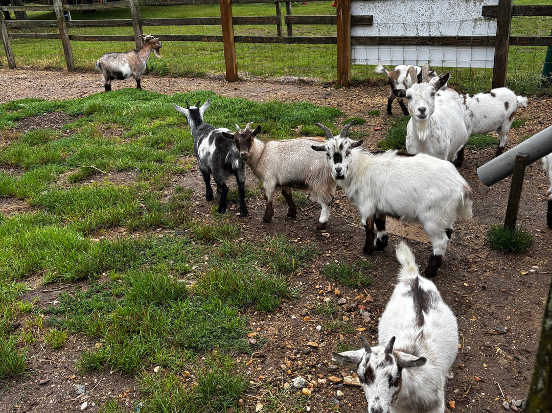 Easton Farm Park-Easton必去景点