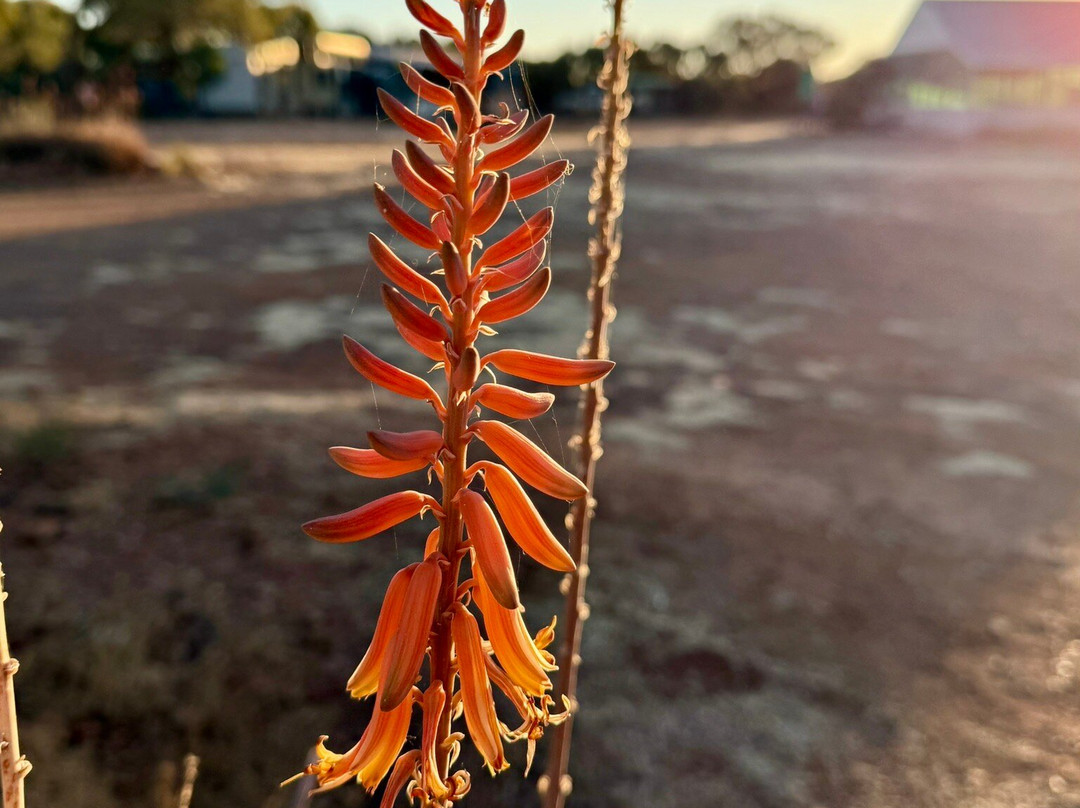 Opaltown Boulder Opal-Winton必去景点