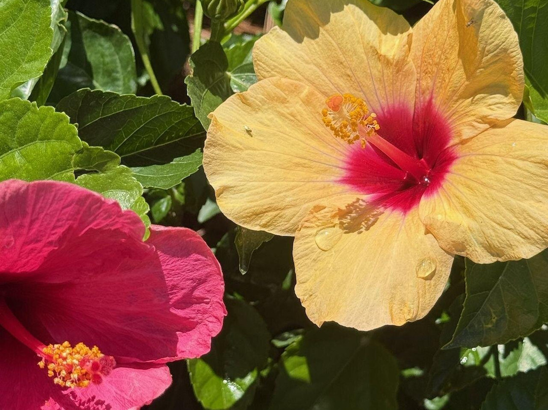 Clay Garden & Gifts Llc