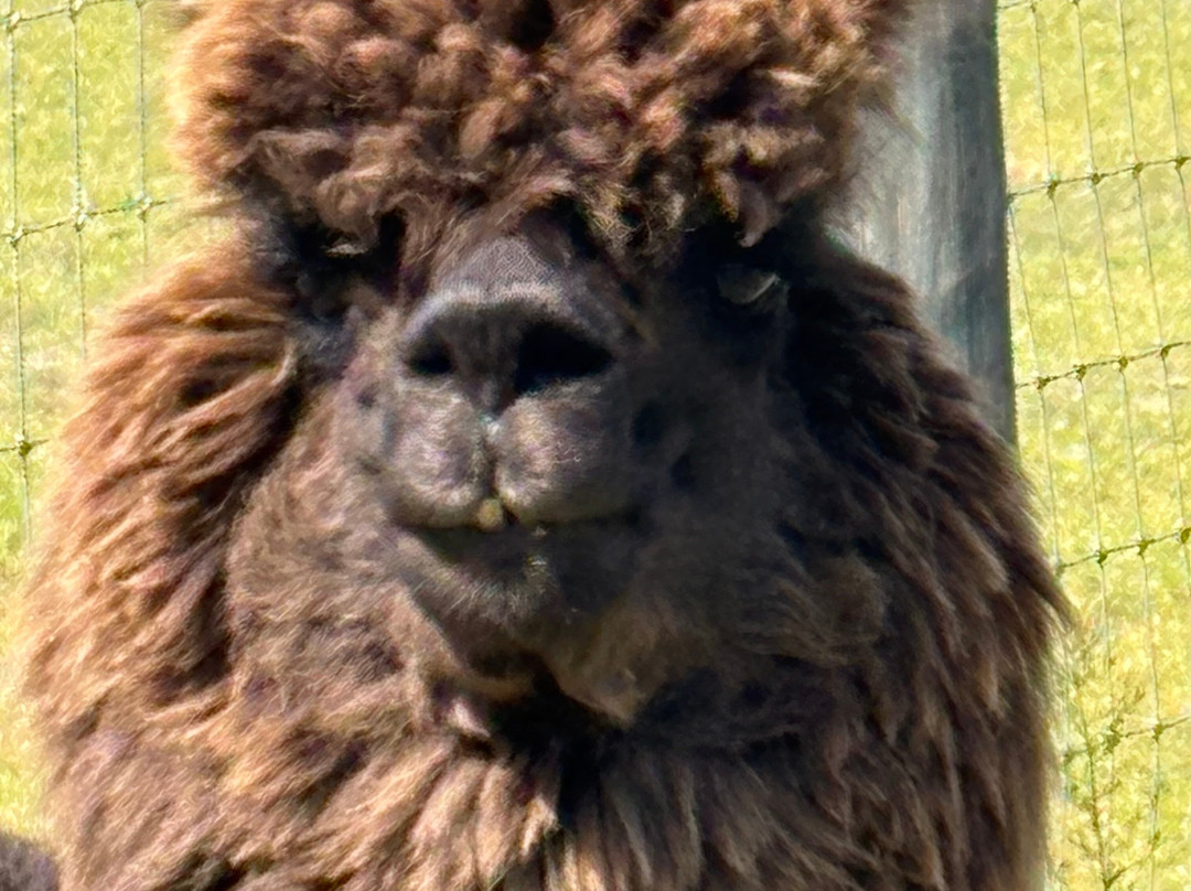 Silver Fox Farm Alpacas-Egg Harbor City必去景点