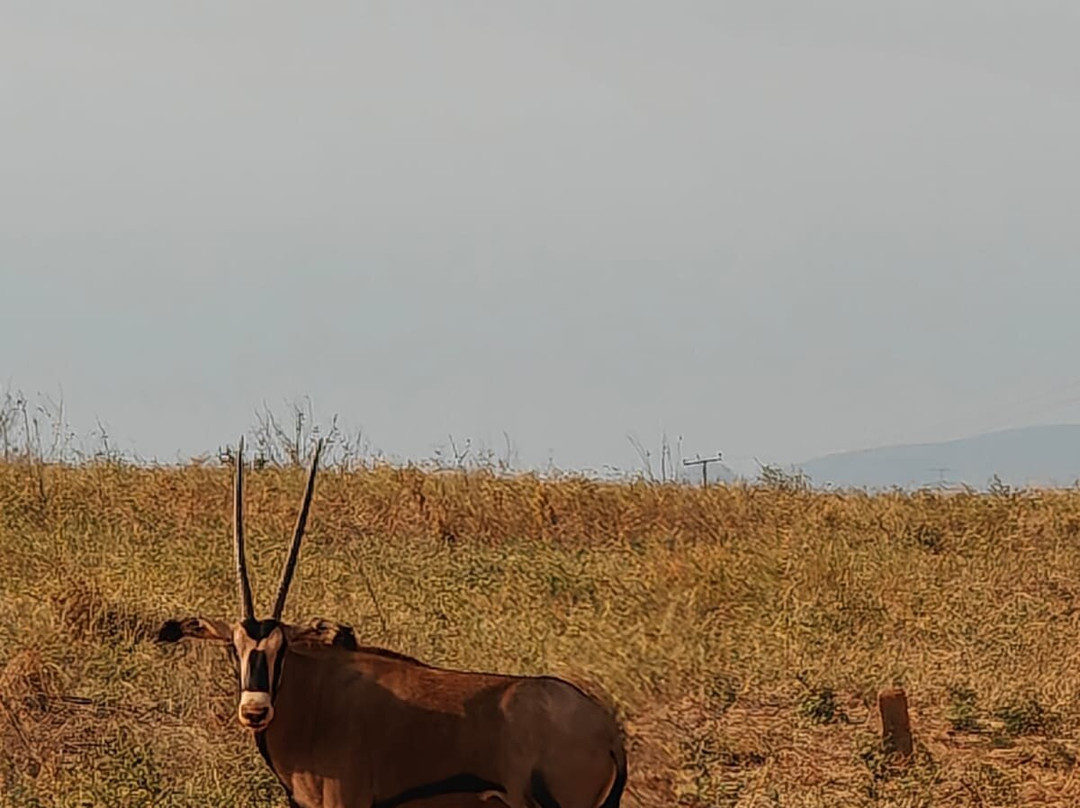 KingTomondo Safaris Kenya-蒙巴萨必去景点