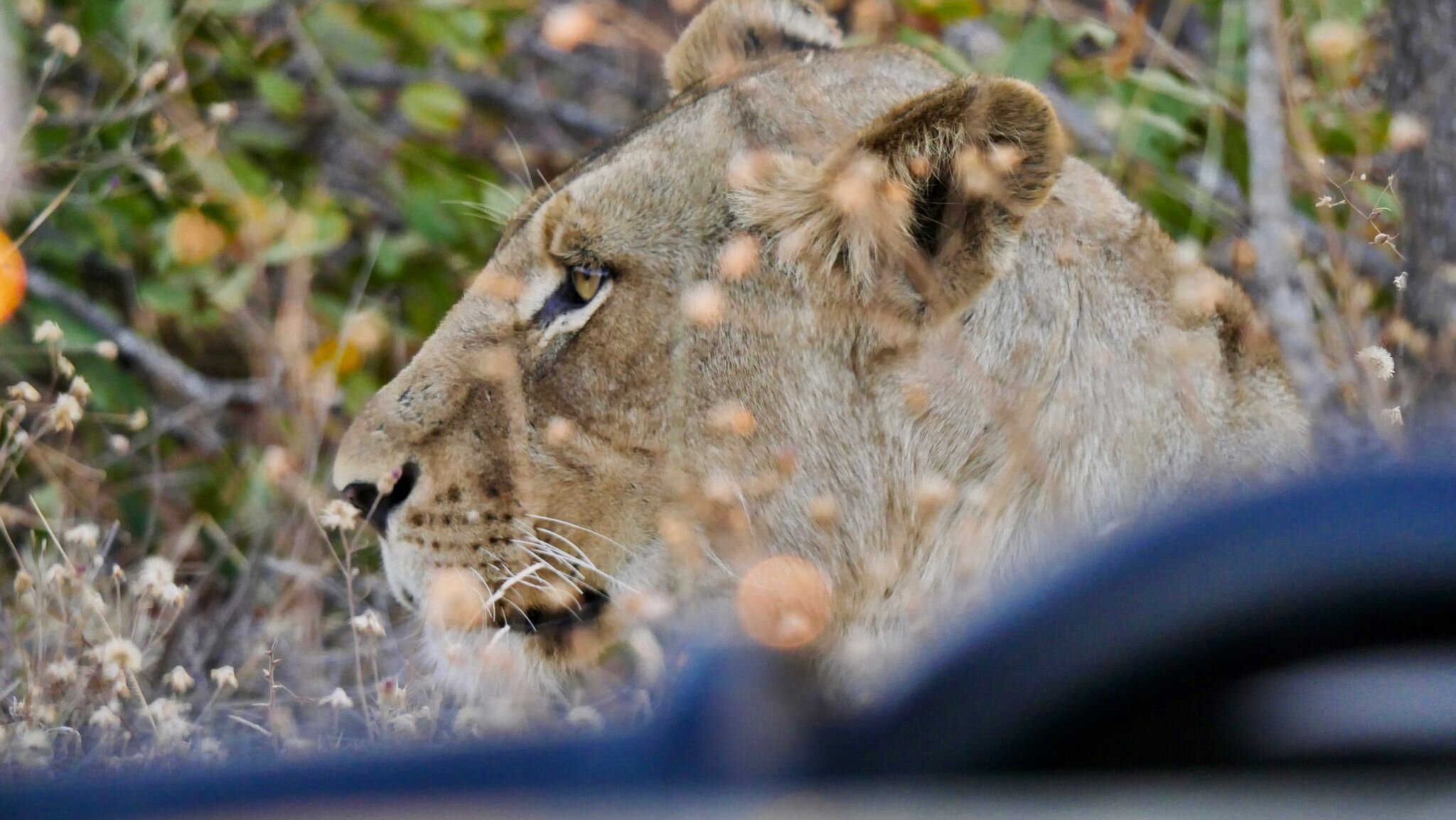 nThambo Tree Camp-官方
