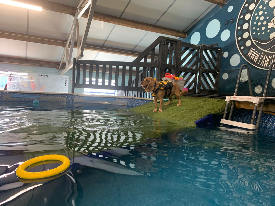 Paws In The Pool-Ardingly必去景点