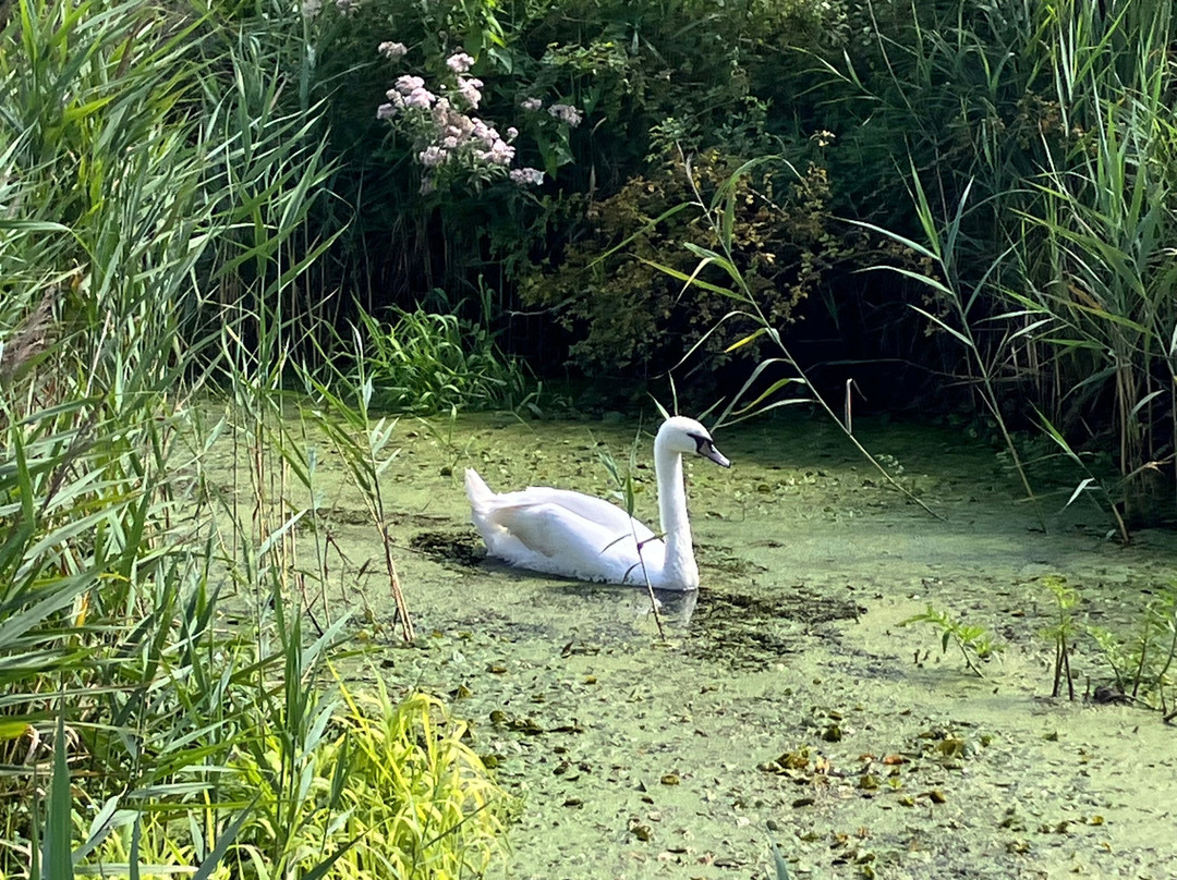 Wheatfen Nature Reserve Surlingham-诺威奇必去景点