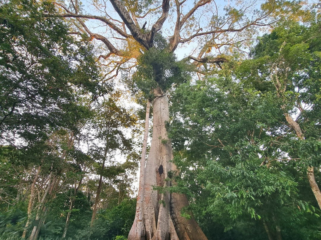 Amazon Rambo Jungle Tours-玛瑙斯必去景点