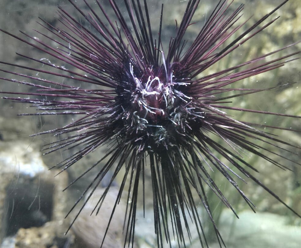 Aquarium of Rhodes - Hydrobiological Station-罗德城必去景点