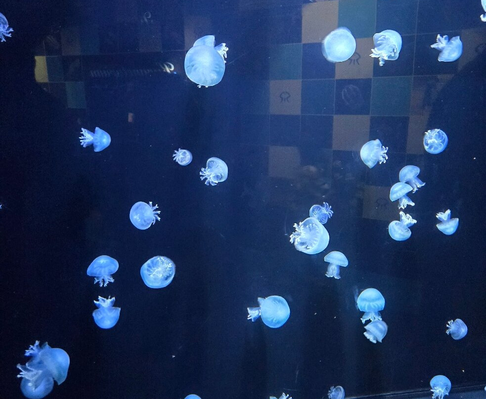 Tsuruoka City Kamo Aquarium-鹤冈市必去景点