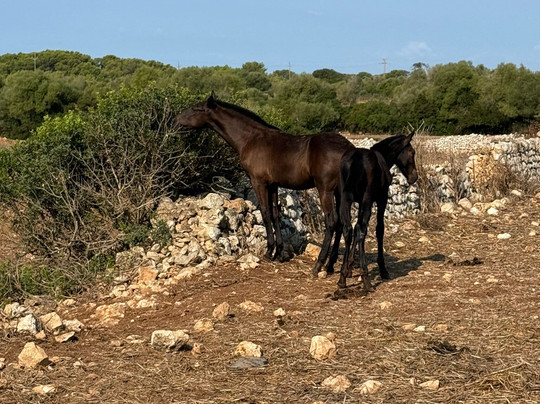 Menorca a Caballo-米诺卡必去景点