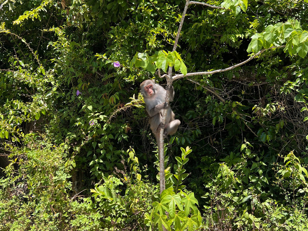 Uncle Sam Tours-会安必去景点