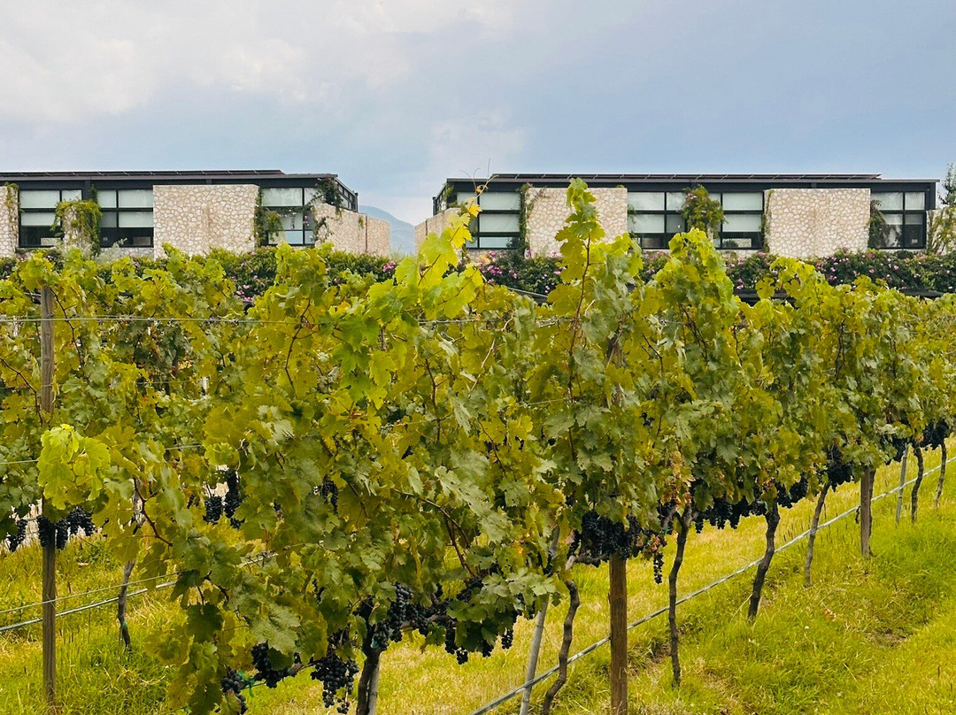 Vinedos San Francisco主图