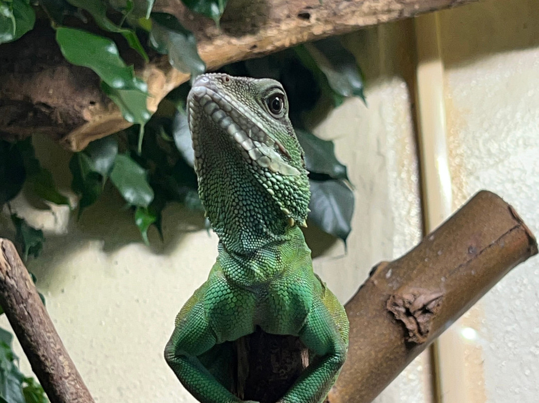 Espace Zoologique de Saint Martin la Plaine-Saint-Martin-la-Plaine必去景点