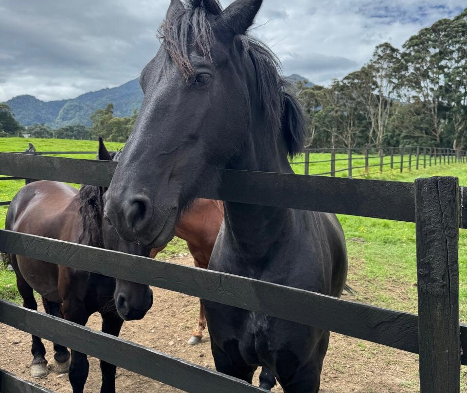 Haras Cerro Punta-Cerro Punta必去景点