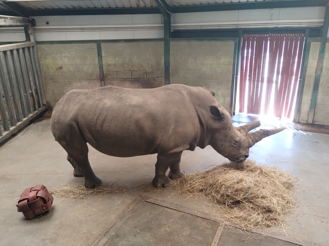 Africa Alive-Kessingland必去景点