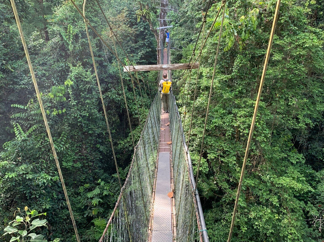 Mulu Skywalk-姆鲁国家公园必去景点